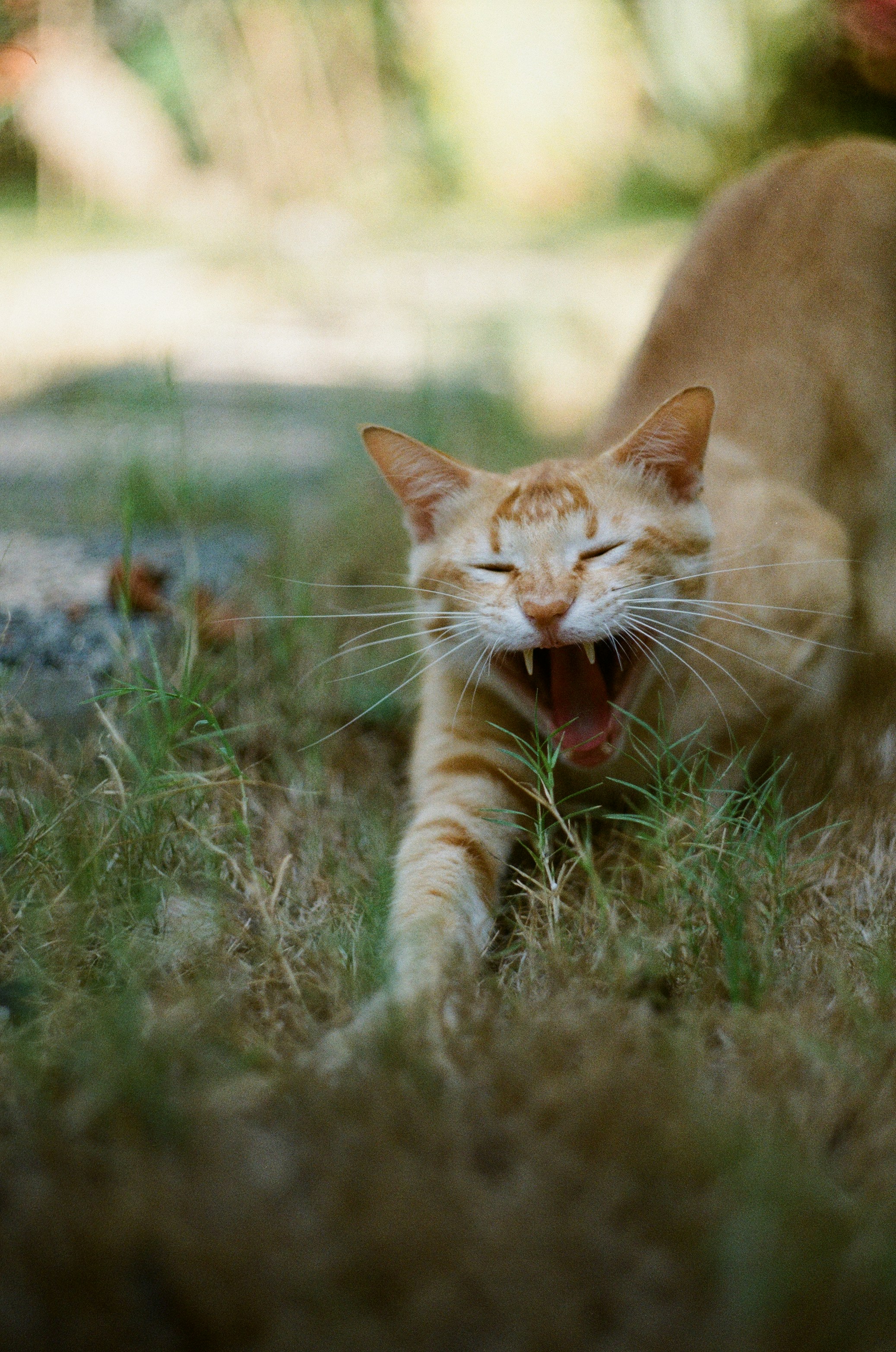 orange tabby cat on green grass during daytime