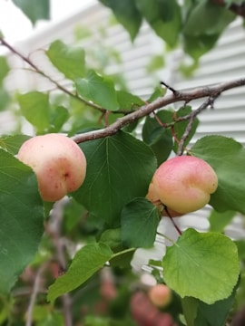 Close-up of ripe peaches hanging on branches with morning dew.