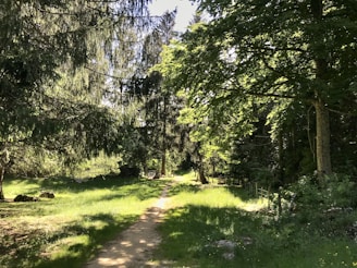 A serene nature path surrounded by trees and sunlight.