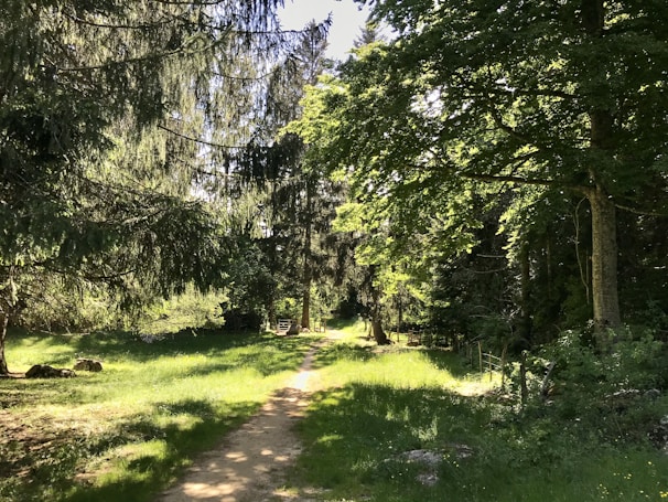 A serene nature path surrounded by trees and sunlight.