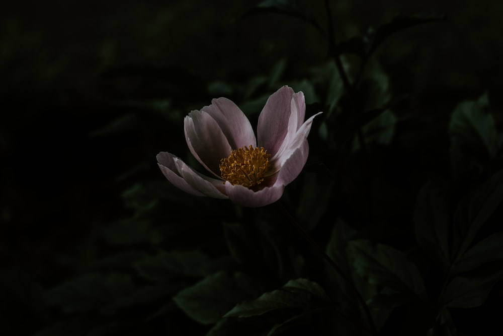 purple and white flower in tilt shift lens