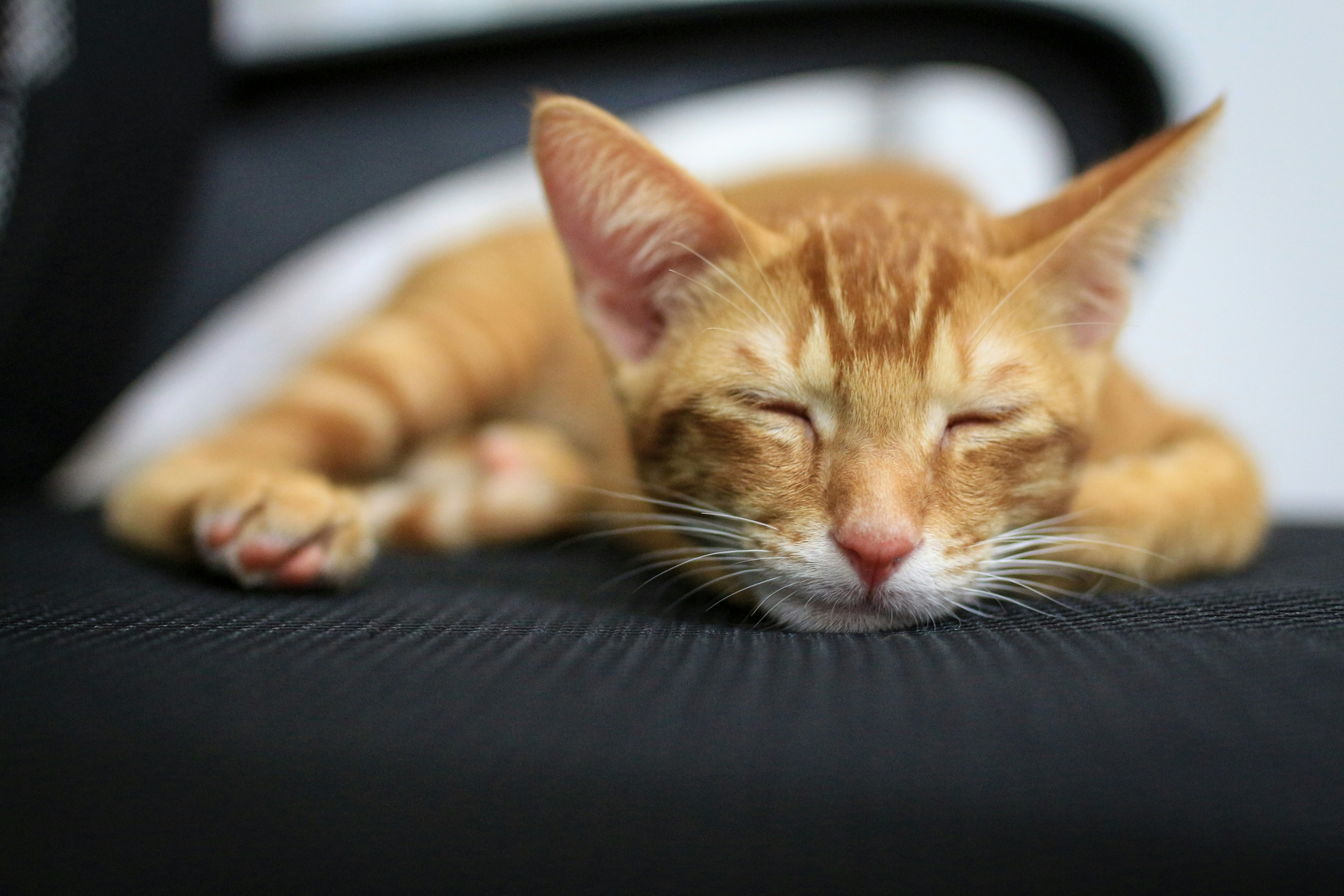 Pet illness and symptoms: How to tell if your pet is ill ...