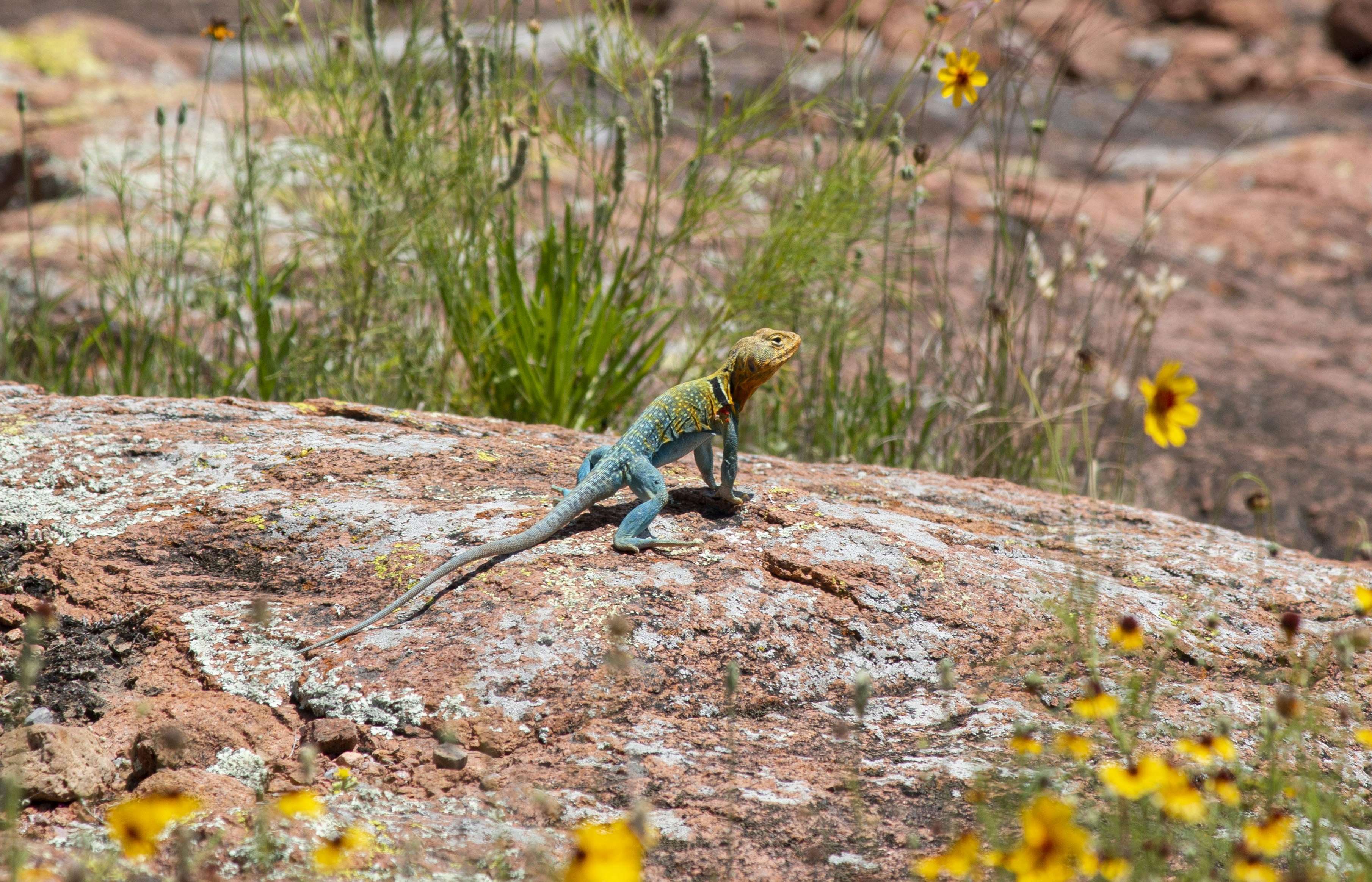 Blue and brown lizard on brown rock photo Free Green Image on Unsplash
