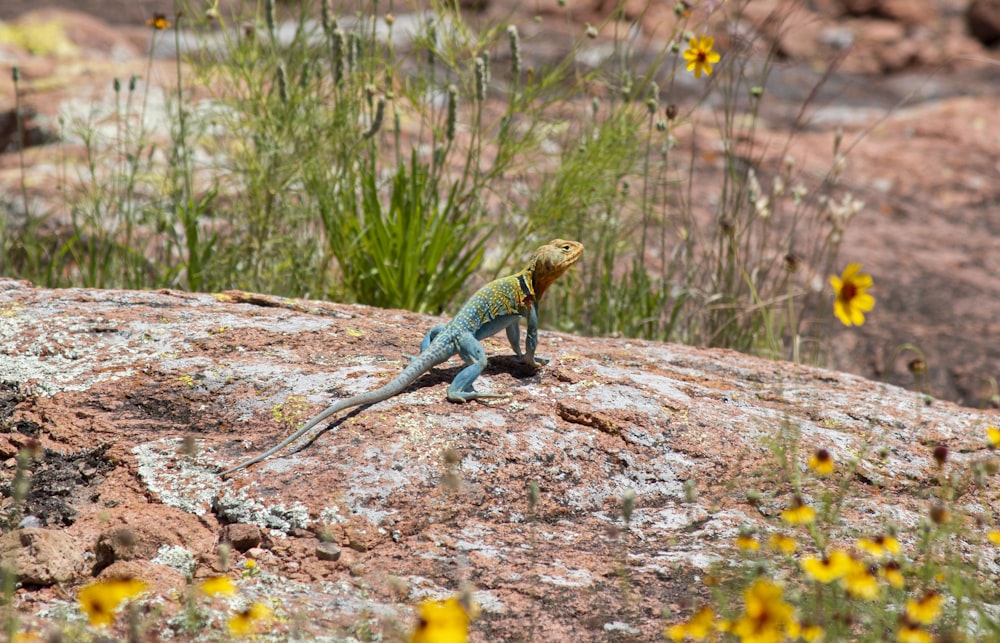 blue and brown lizard on brown rock