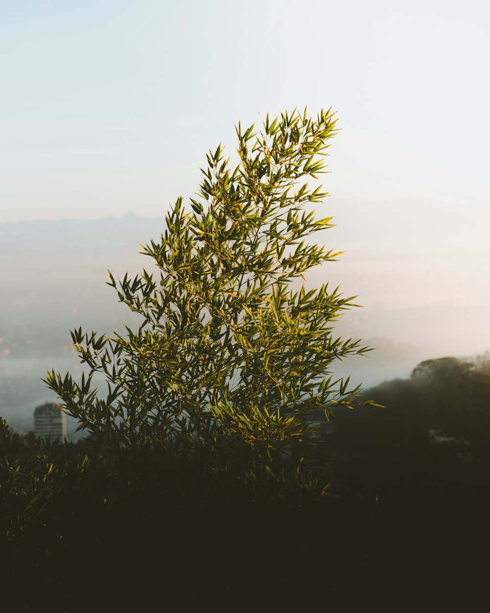 planta verde na montanha durante o dia