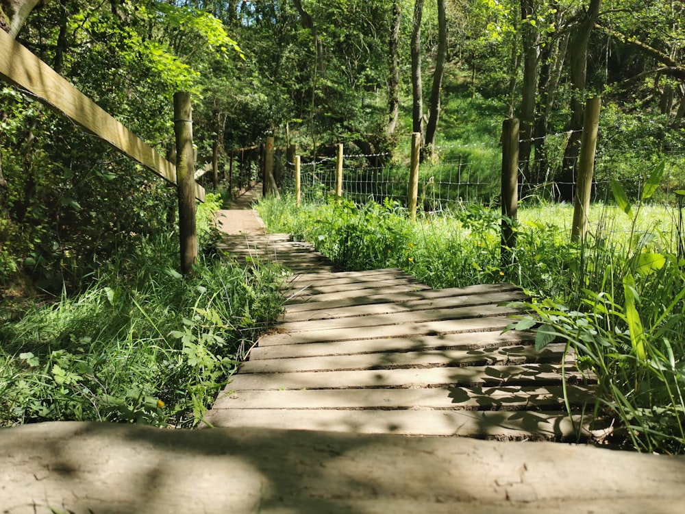 brown wooden pathway surrounded by green trees during daytime