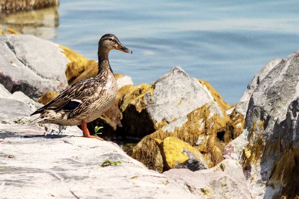 brown duck on gray rock near body of water during daytime