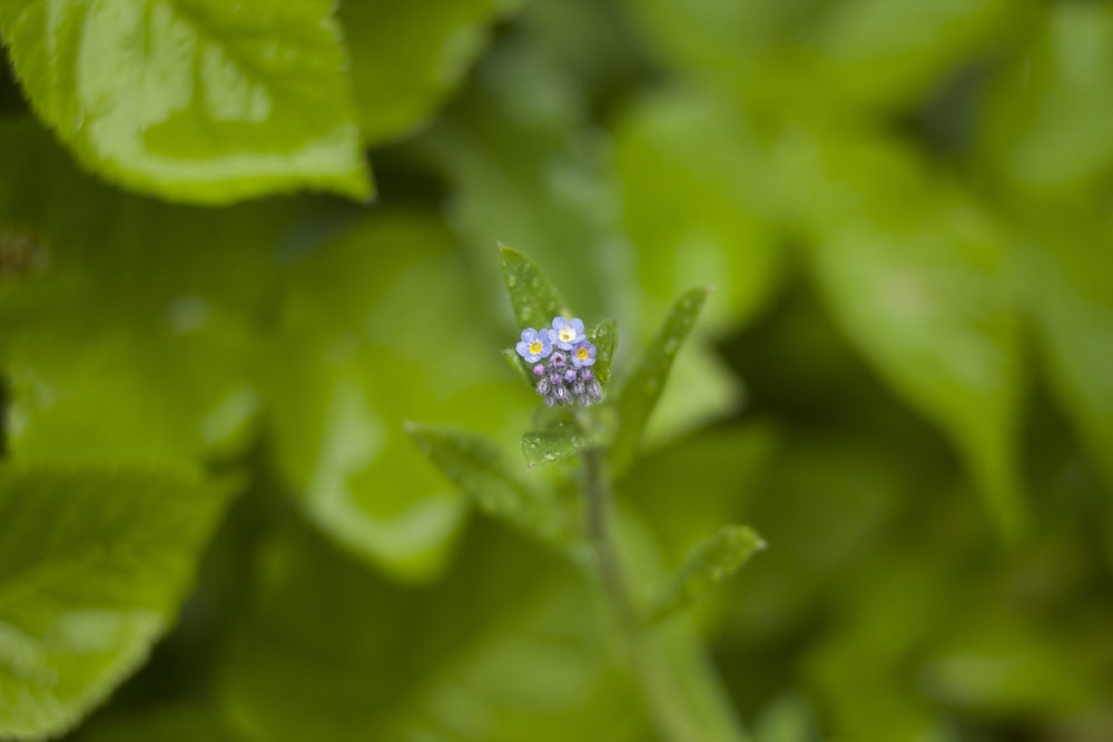 green flower bud in tilt shift lens