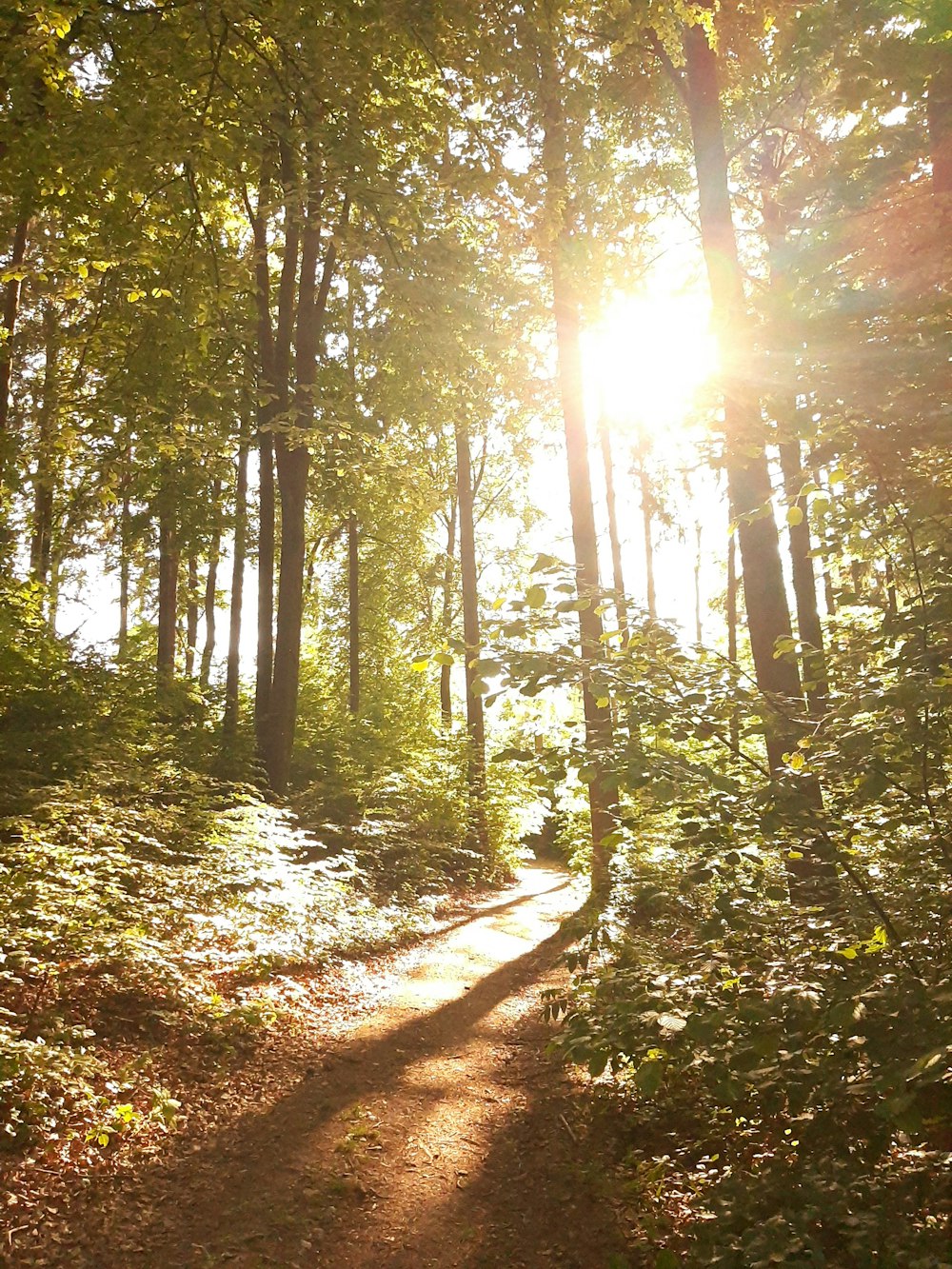 green trees on forest during daytime