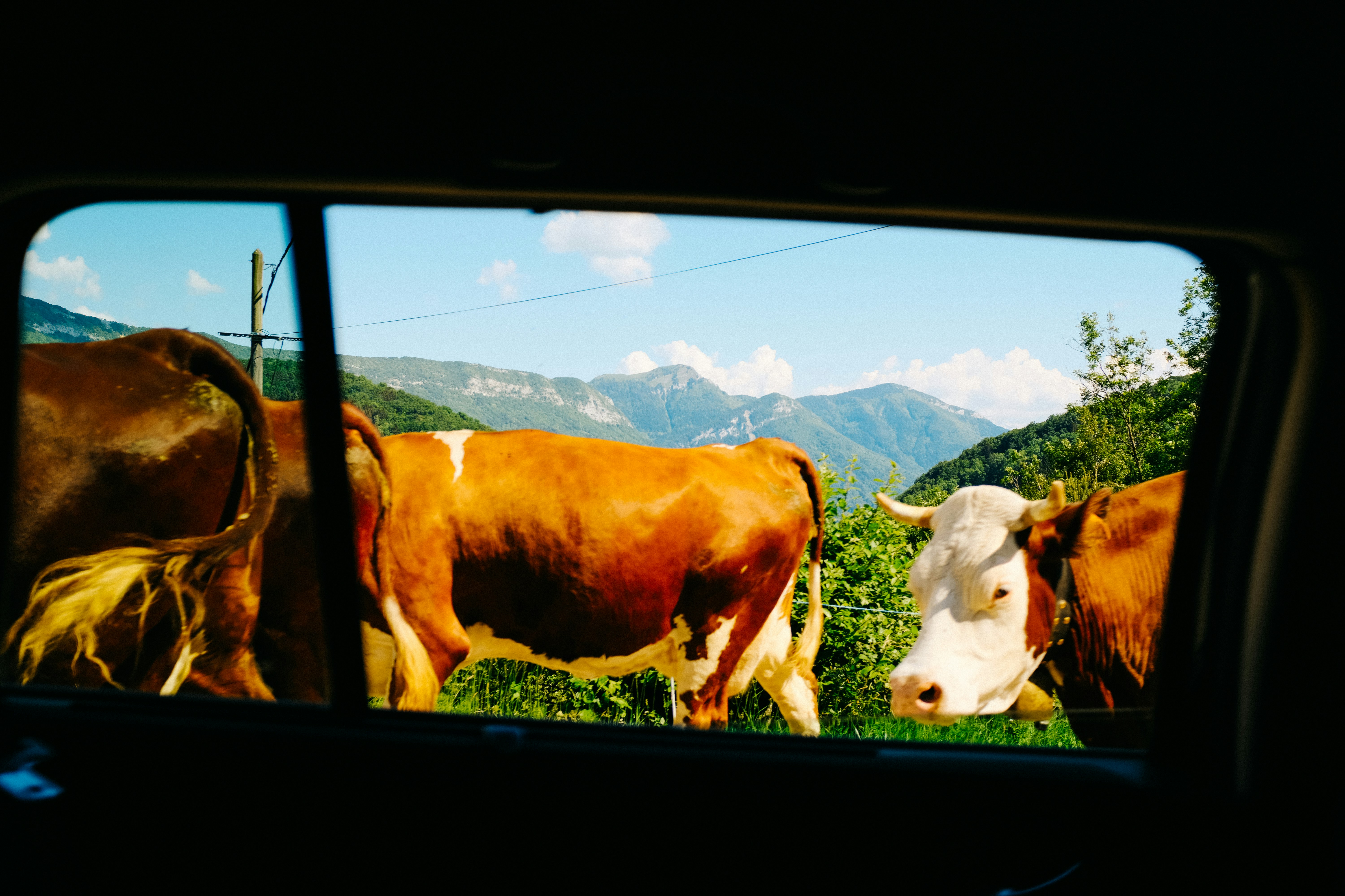 Cattle farm dashboard