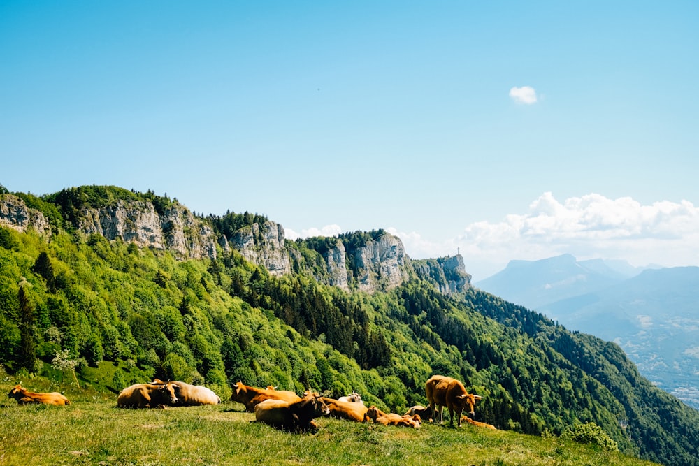 herd of horses on green grass field near mountain under blue sky during daytime