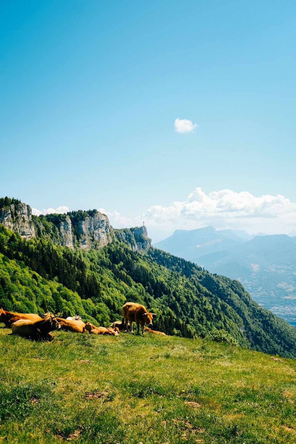 horses on green grass field near mountain under blue sky during daytime