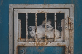 white and black siberian husky in blue metal cage