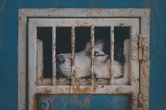 white and black siberian husky in blue metal cage