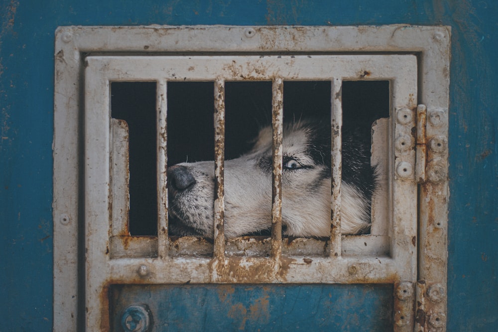 white and black siberian husky in blue metal cage