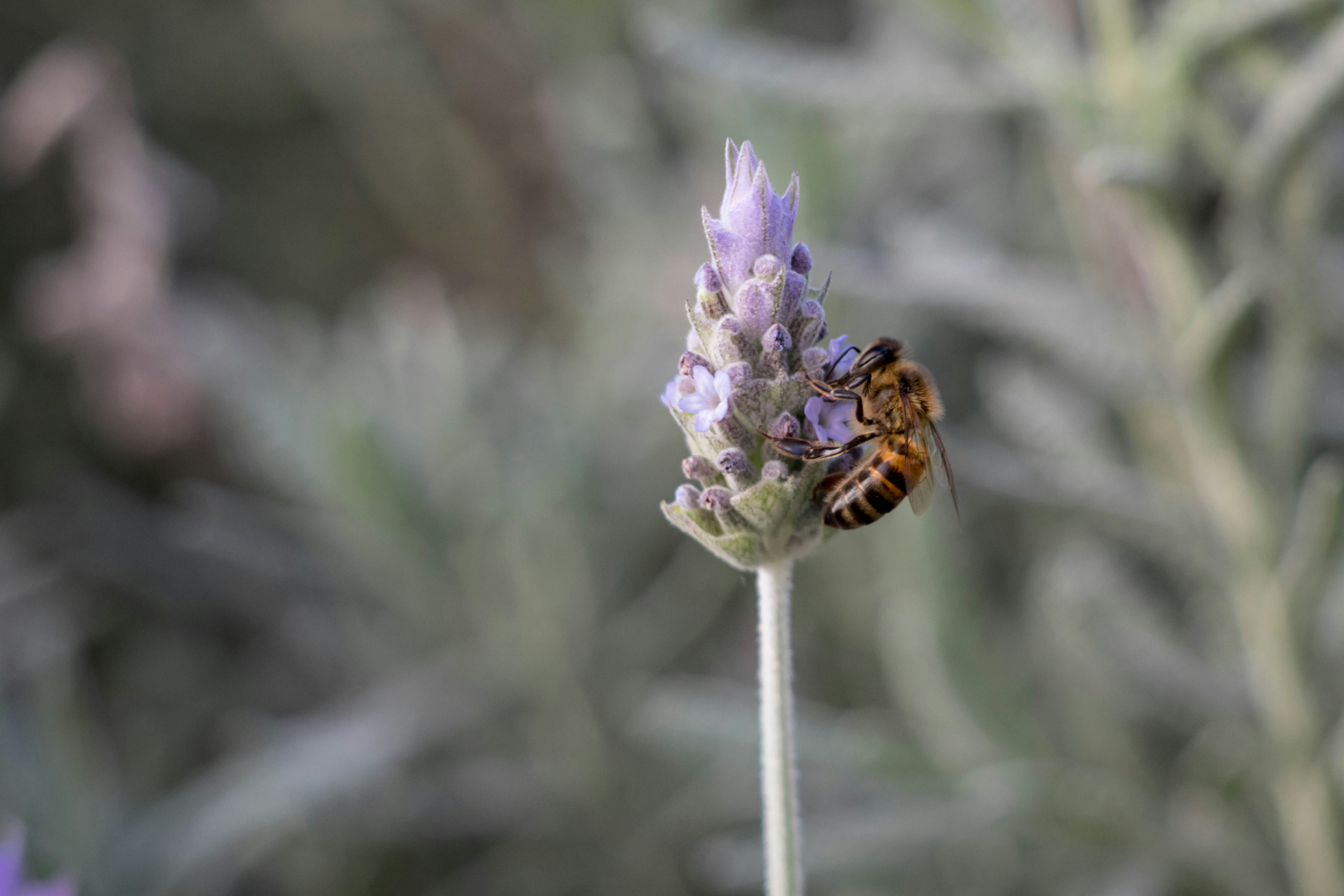 Photo by sonianadales