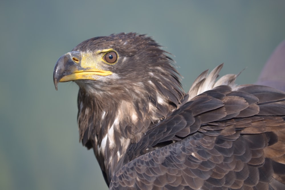 brown and white eagle in close up photography