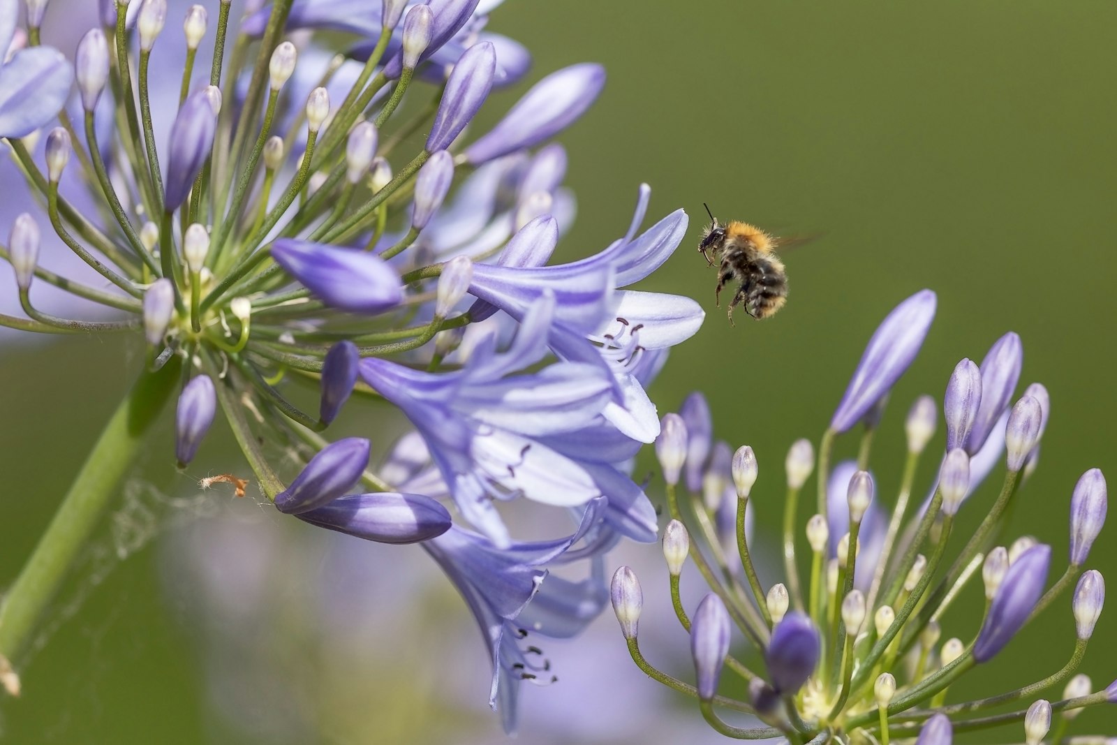 Canon EF 400mm F2.8L IS II USM sample photo. Purple flower with bee photography