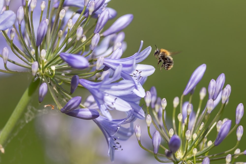 purple flower with bee on top