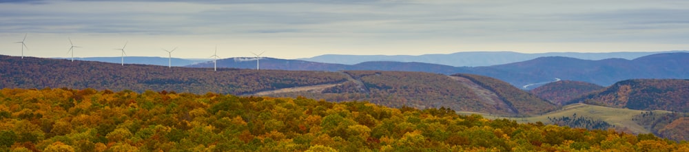 green and brown trees under white sky during daytime