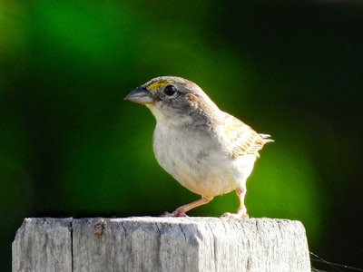white and brown bird on brown wooden fence