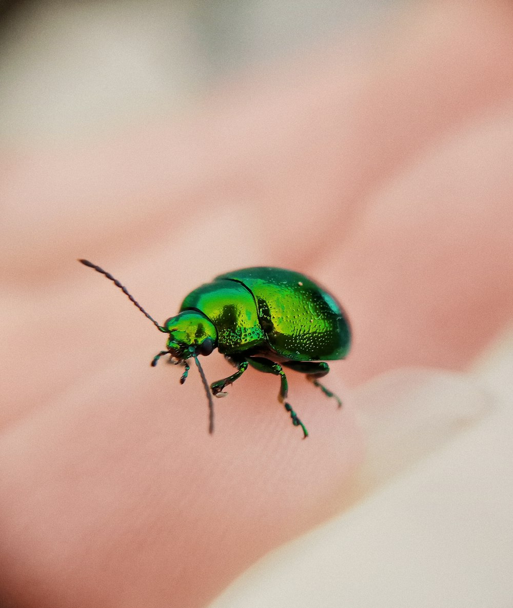 green beetle on pink textile in macro photography