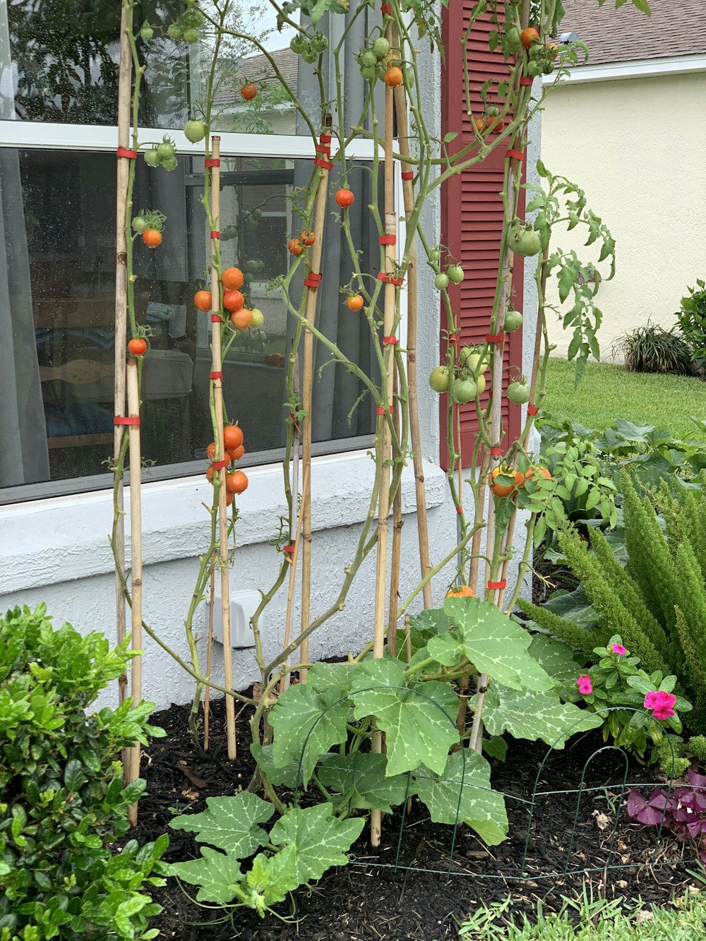 red and green plant near white wall