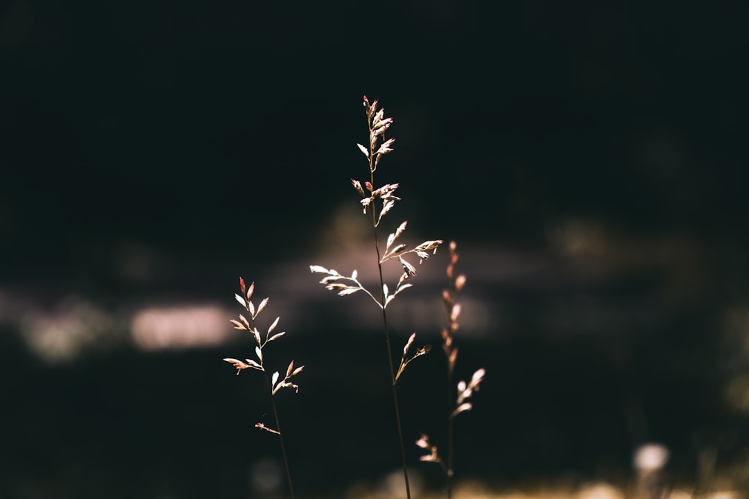 brown plant in tilt shift lens