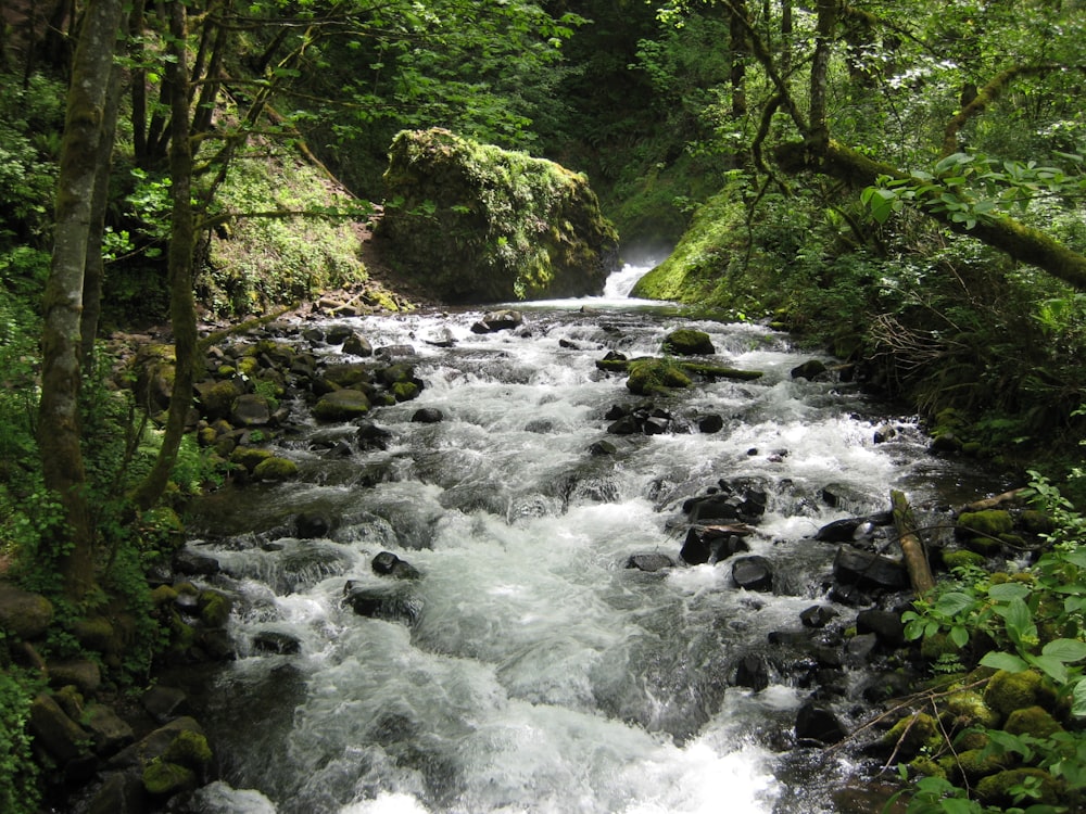 river in the middle of forest during daytime