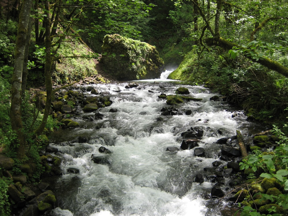 Fluss mitten im Wald tagsüber