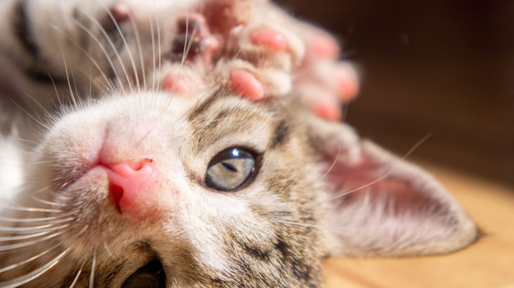 brown tabby cat licking its nose