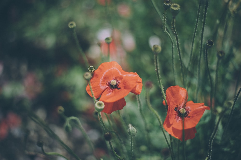 red flower in tilt shift lens