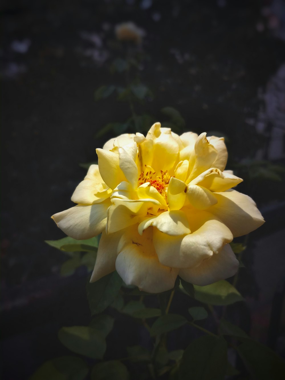 yellow flower in tilt shift lens