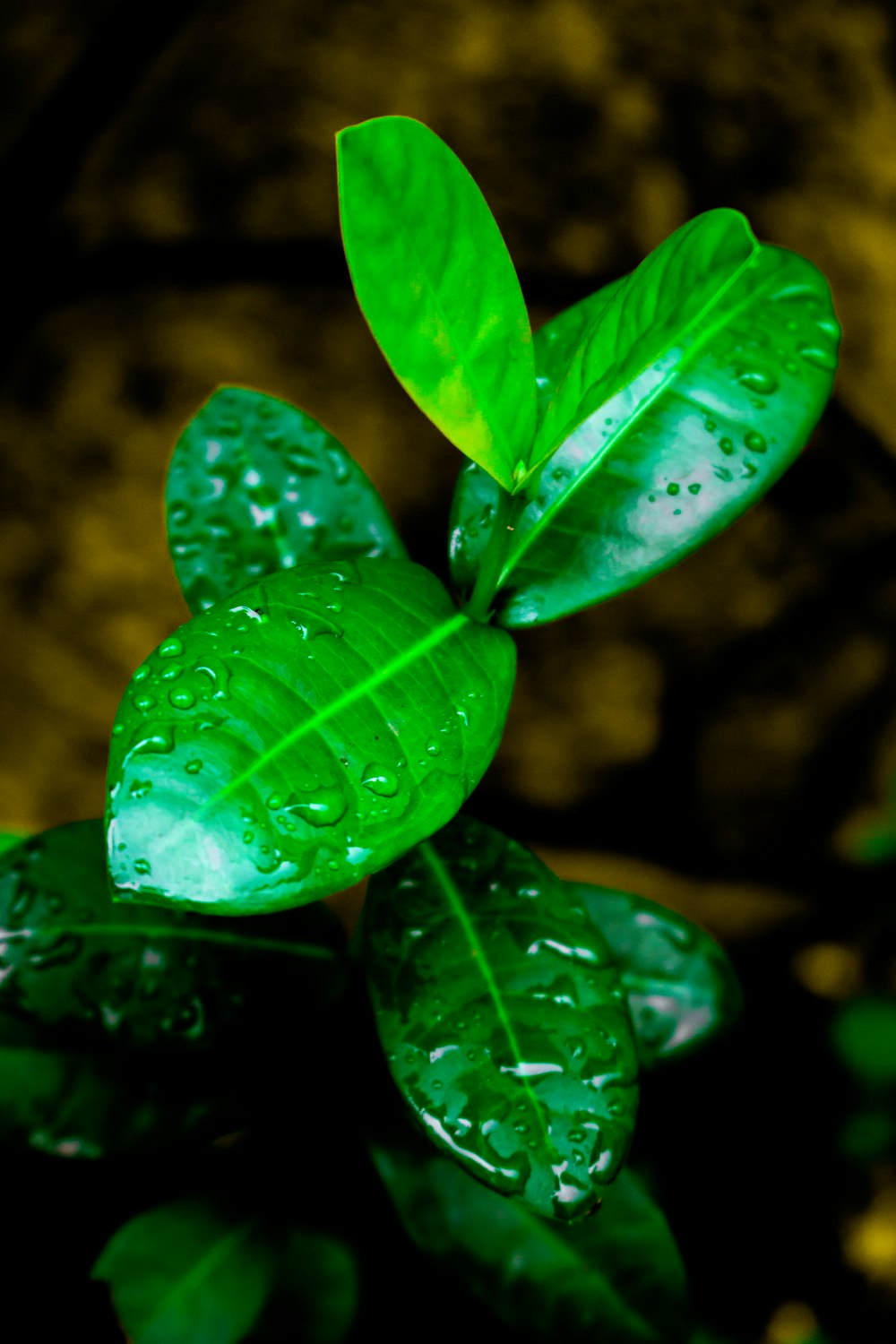 green leaf with water droplets