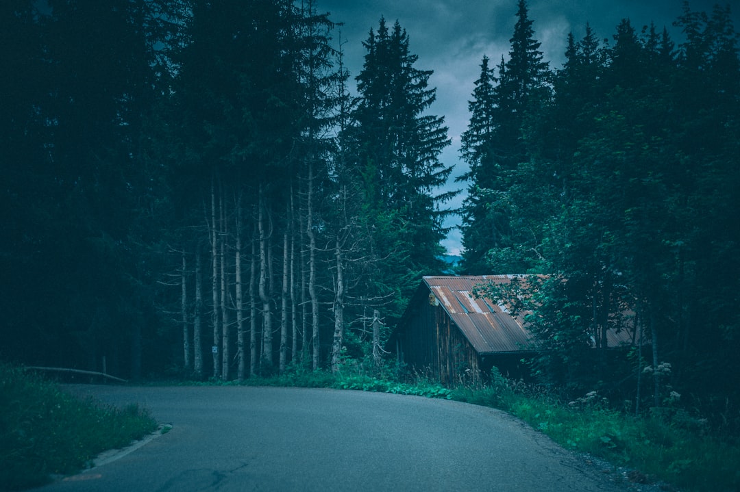 brown wooden house in the middle of the forest