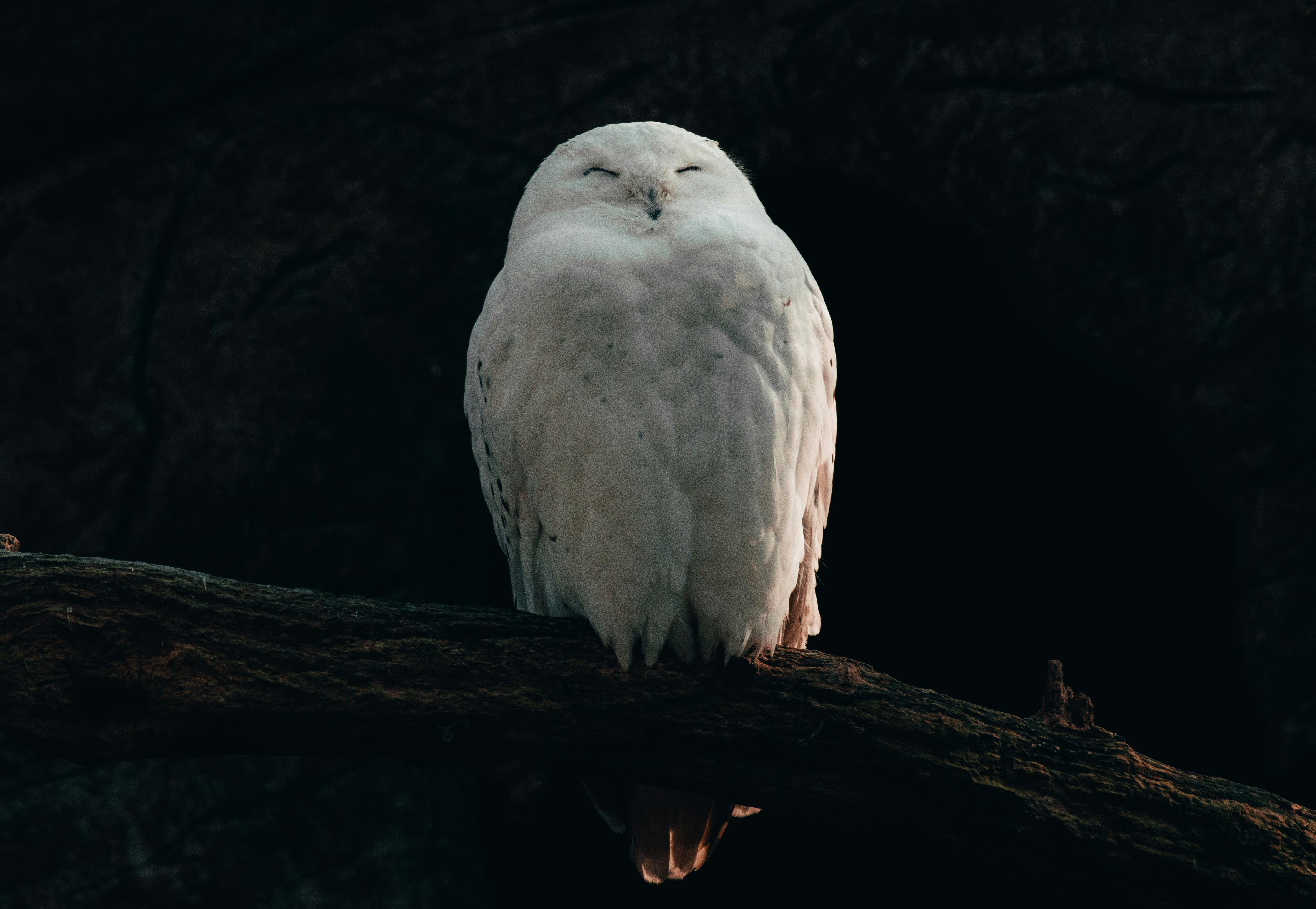 Gemma Scope 2, 대형 언어모델의 뇌를 해부하기