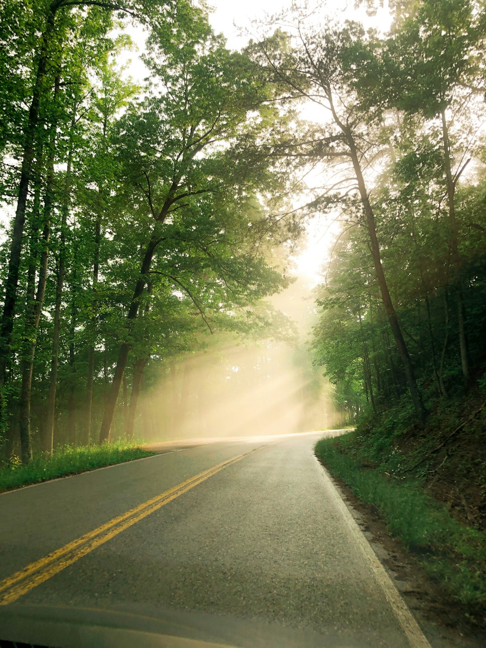 gray concrete road between green trees during daytime