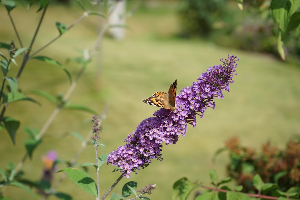 brown and black butterfly on purple flower during daytime