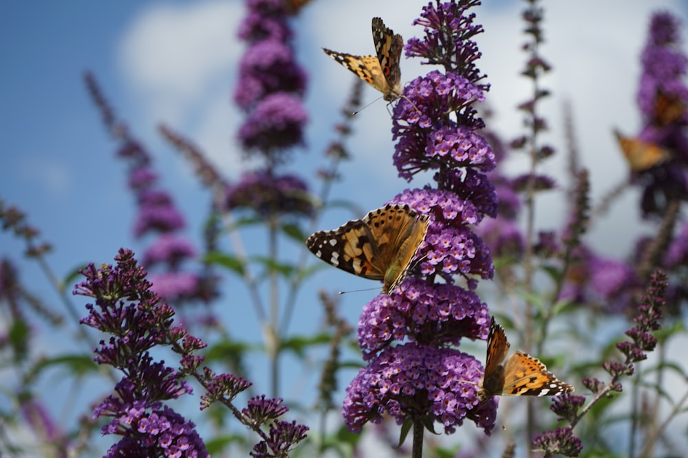 Brauner und schwarzer Schmetterling auf lila Blume