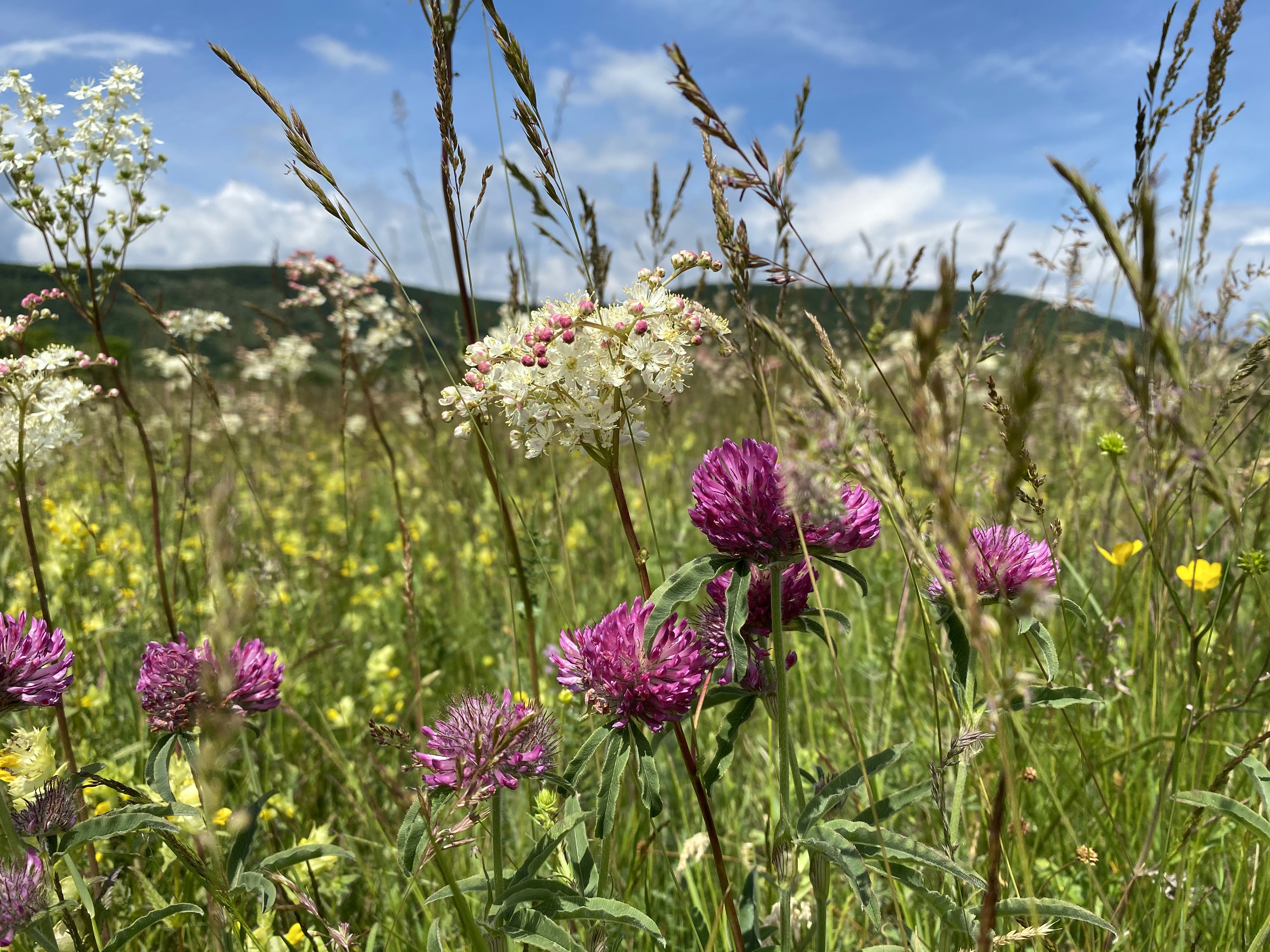 purple and white flowers during daytime