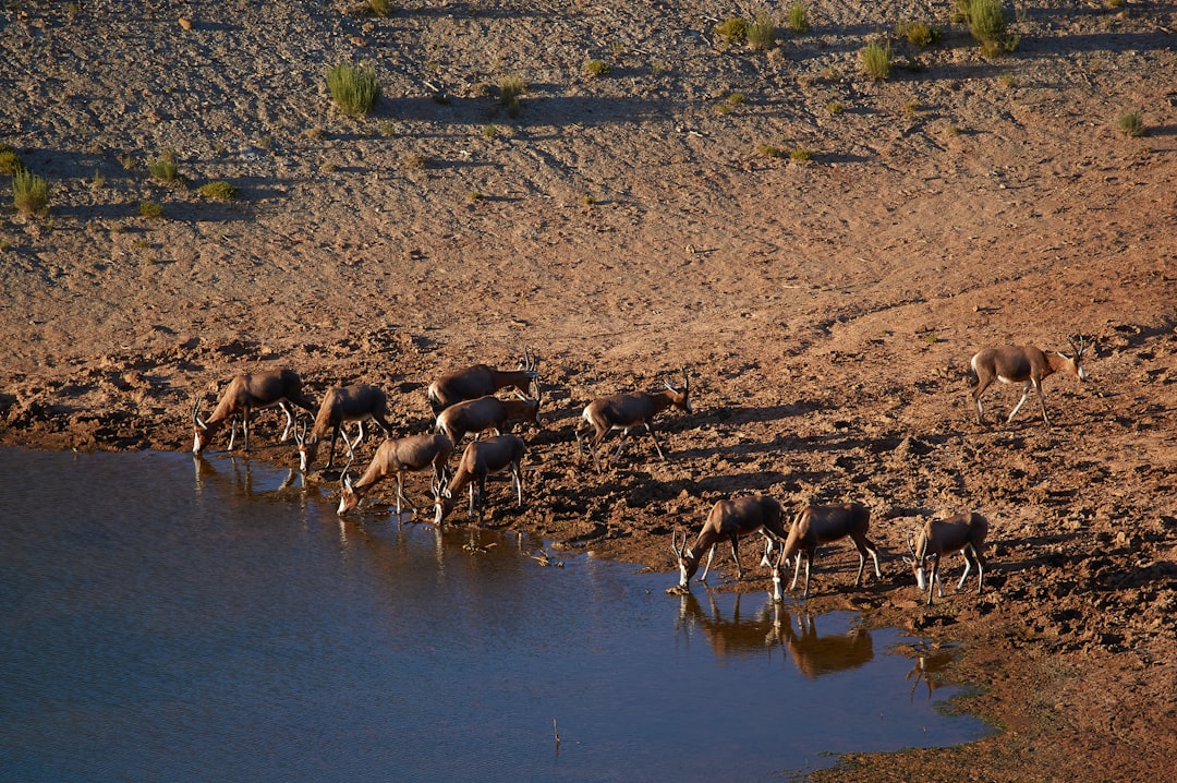group of black and brown deer on water during daytime