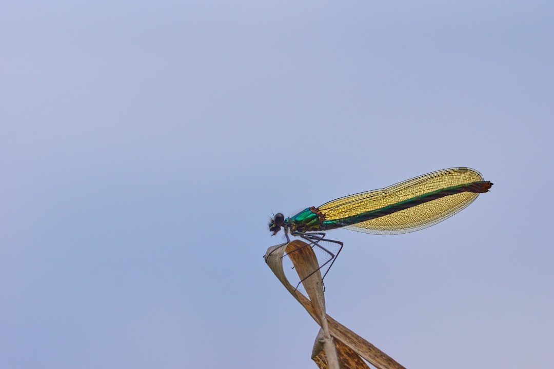 green and blue dragonfly on brown stick