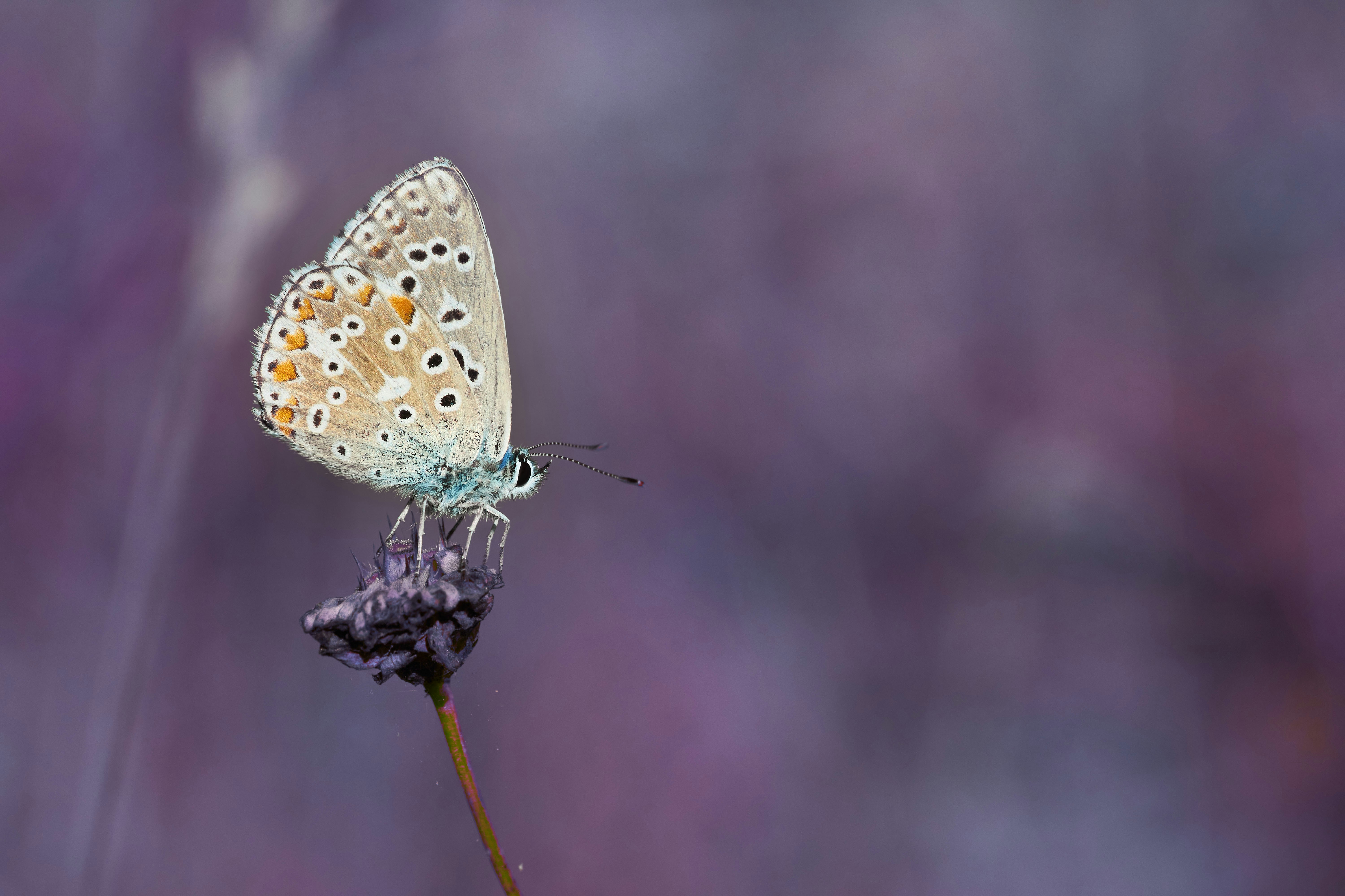 Photo by wolfgang_hasselmann