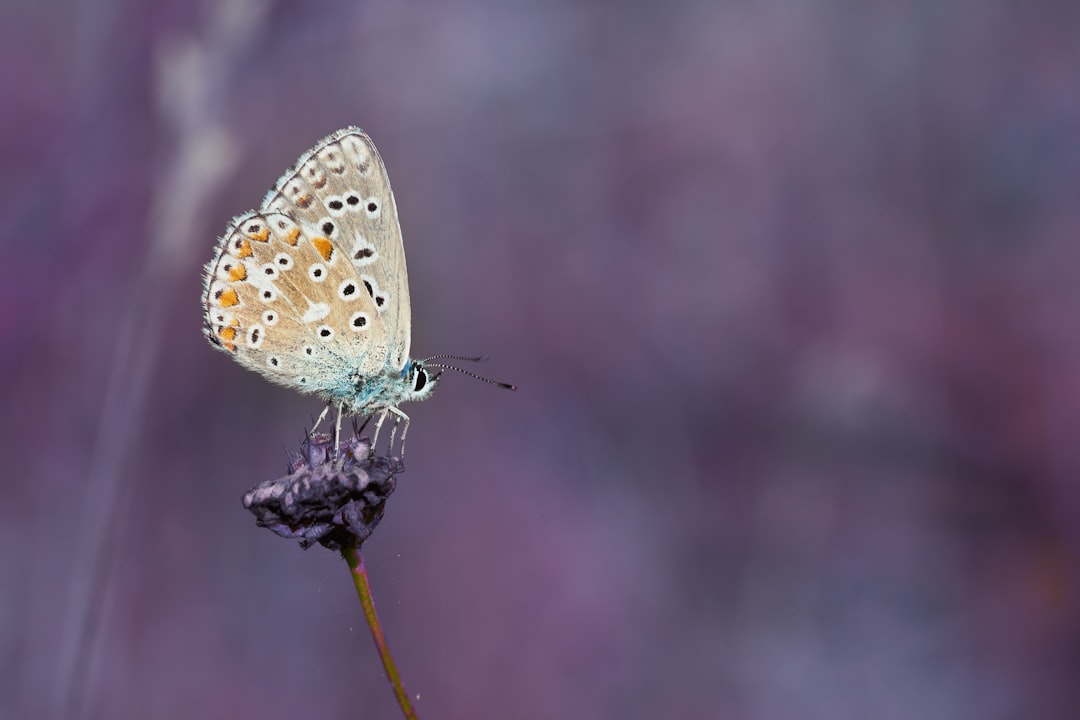 brown and white butterfly perched on green plant in close up photography during daytime