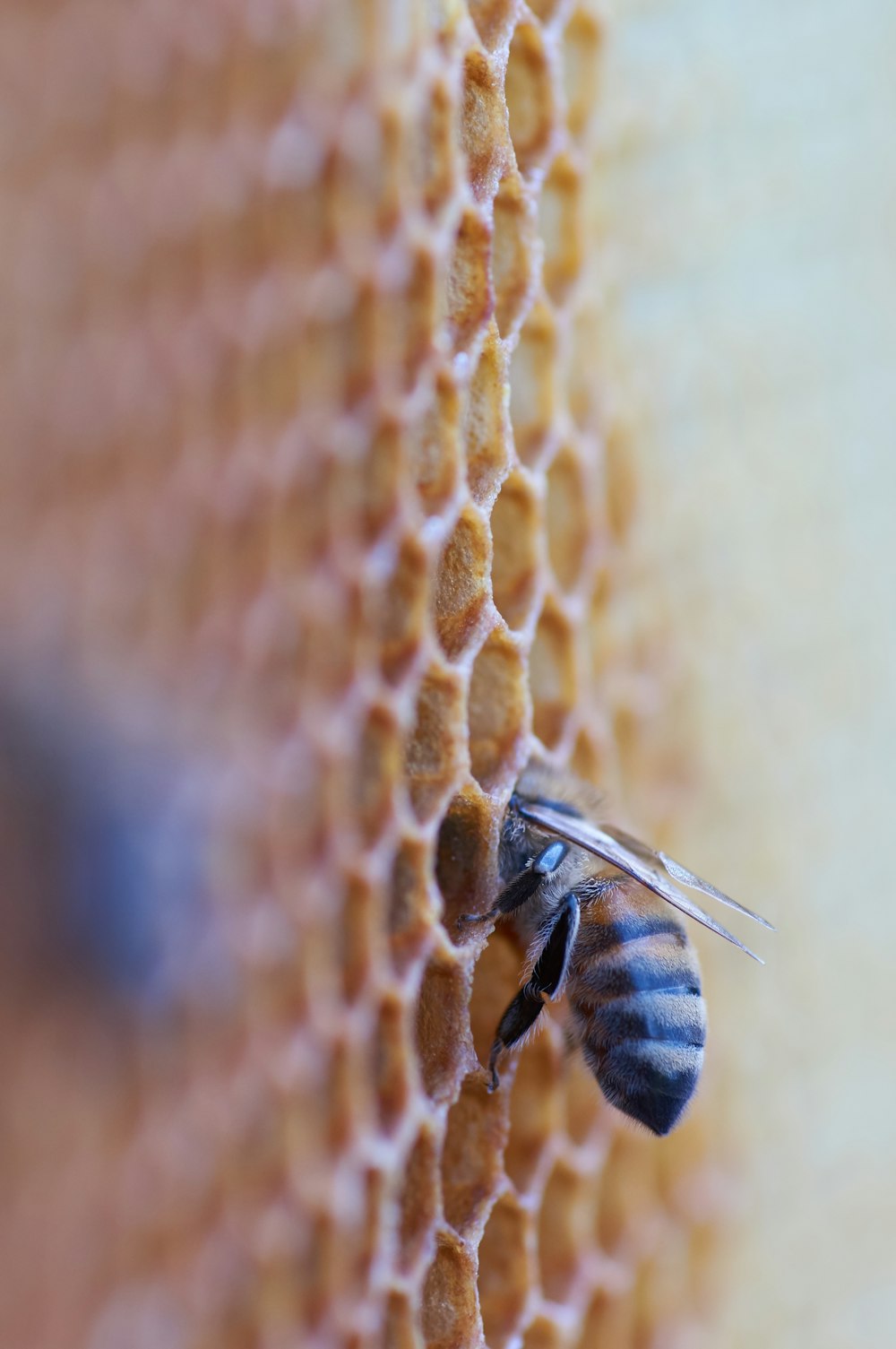 black and yellow bee on brown textile