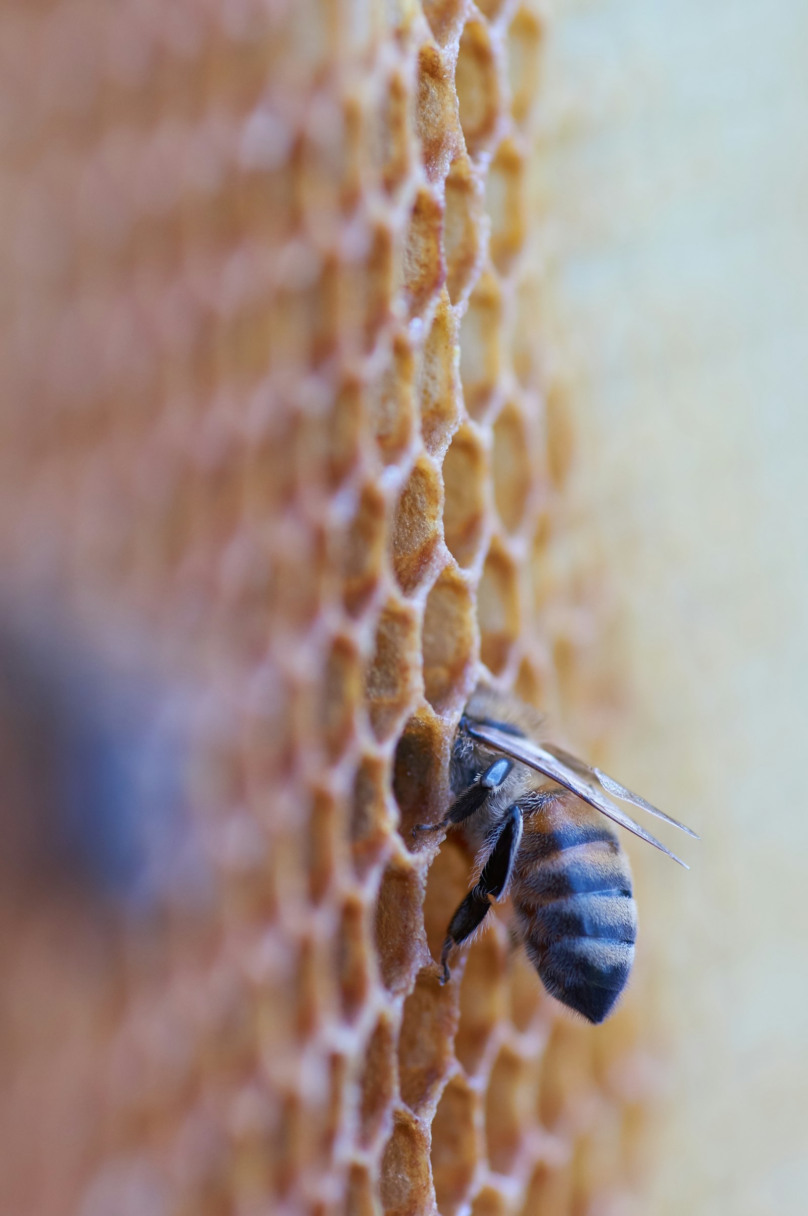 Sony SLT-A55 (SLT-A55V) + Minolta AF 100mm F2.8 Macro [New] sample photo. Black and yellow bee photography