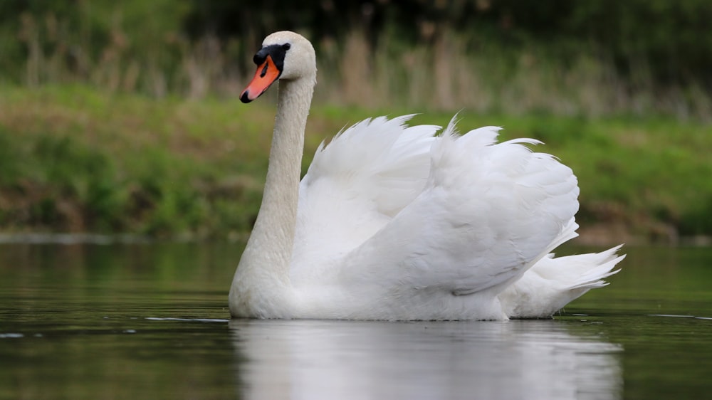 white swan on water during daytime