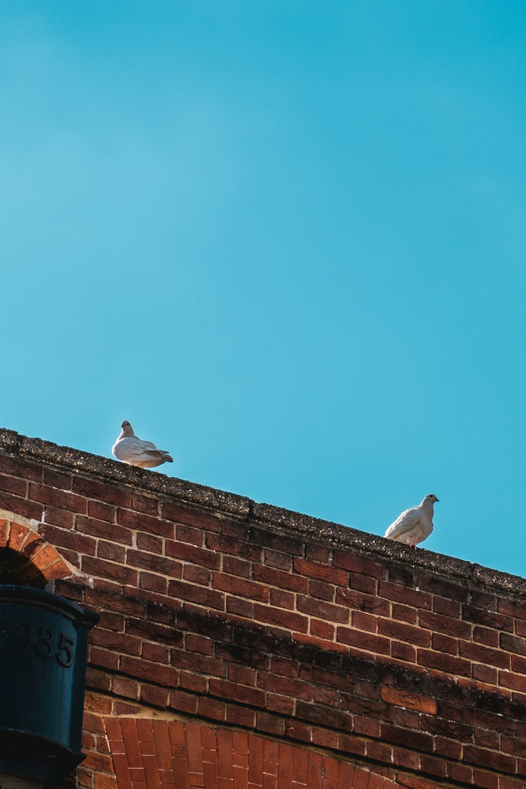 white bird on brown roof