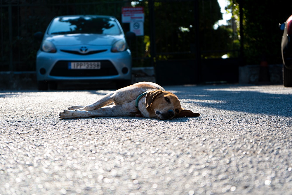brown and white short coated dog lying on gray asphalt road during daytime