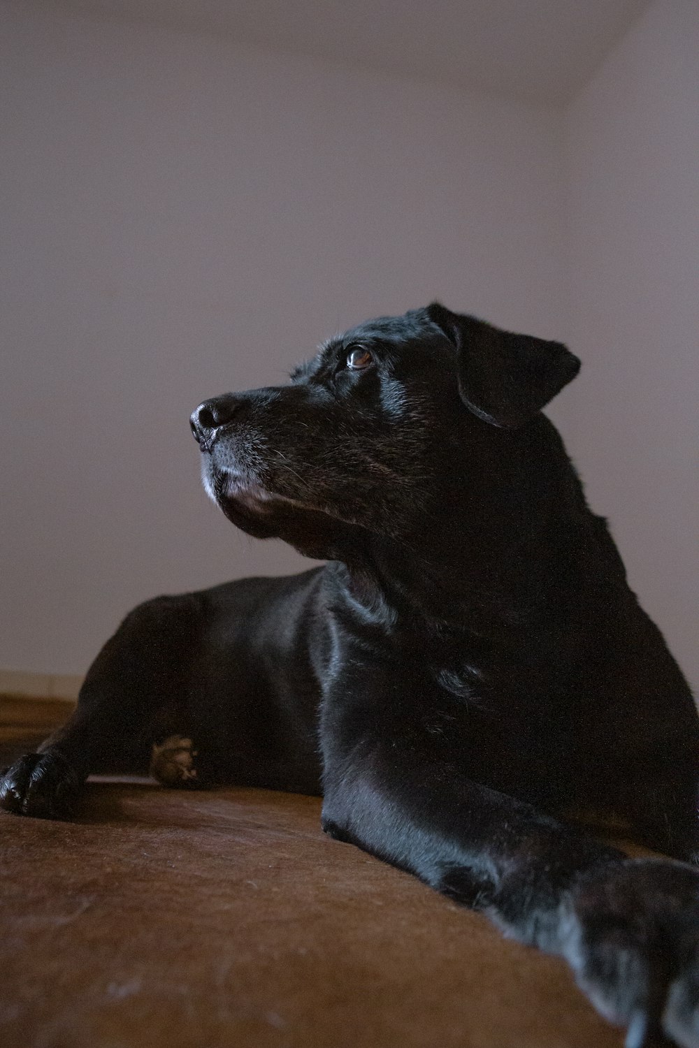 茶色の木製のテーブルに横たわる黒いラブラドールレトリバーの子犬